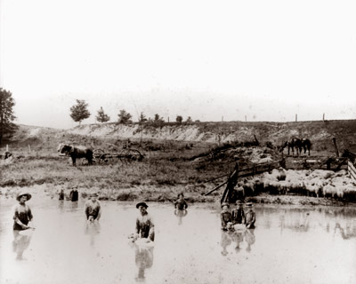 Sheep Farm On Gulley Rd. Dearborn C. 1894